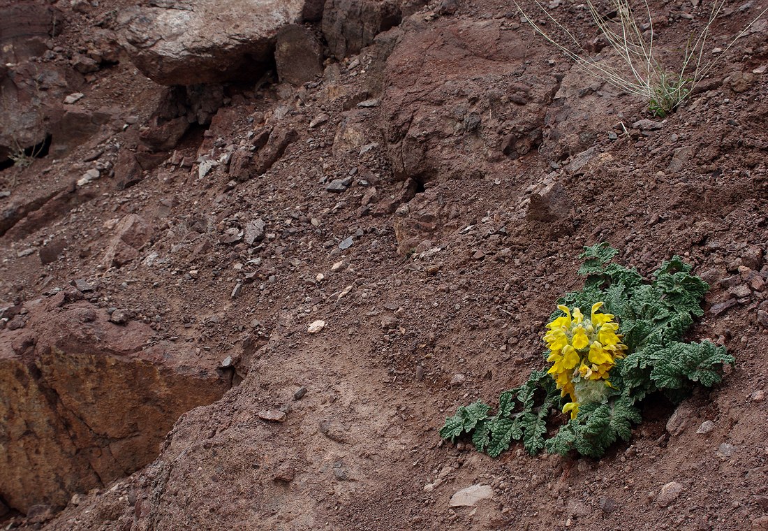 Изображение особи Phlomoides speciosa.