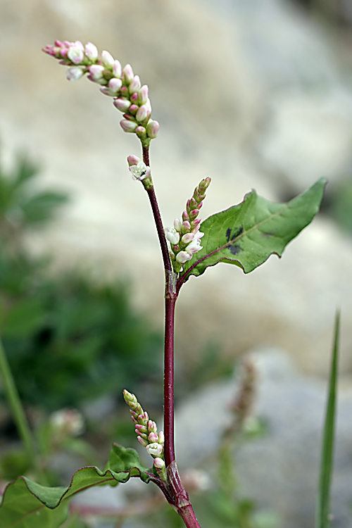 Image of Persicaria &times; lenticularis specimen.