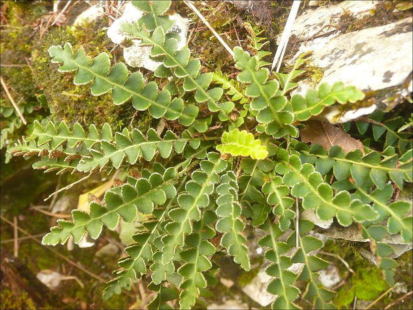 Изображение особи Ceterach officinarum.