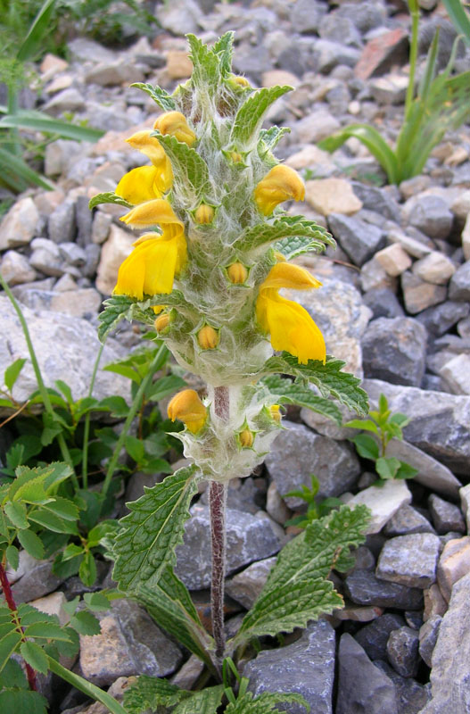 Image of Phlomoides speciosa specimen.