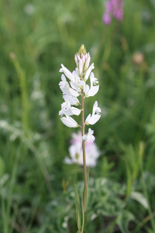 Изображение особи Polygala major.