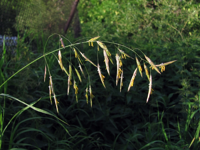 Изображение особи Bromopsis inermis.