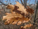 Quercus pubescens. Верхушка побега с сухой листвой. Черноморское побережье Кавказа, Новороссийск, близ с. Южная Озереевка, шибляк. 25 марта 2012 г.