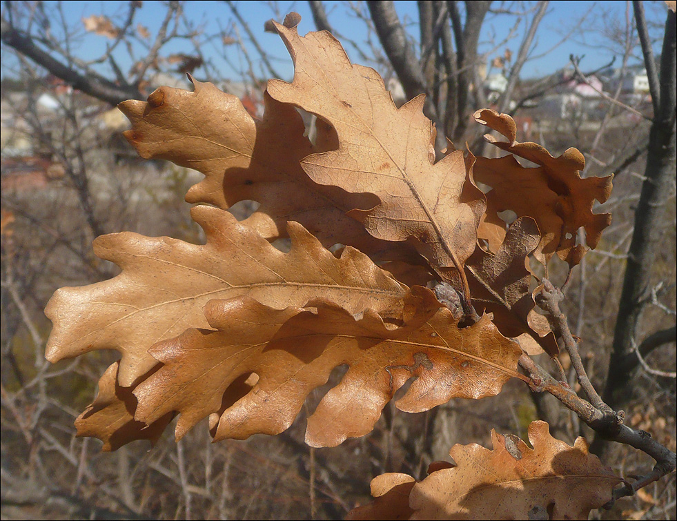 Image of Quercus pubescens specimen.