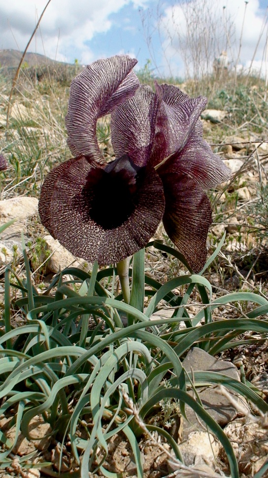 Изображение особи Iris lycotis.