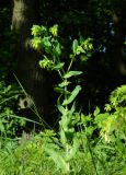 Cerinthe minor