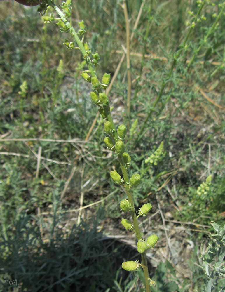 Image of Reseda lutea specimen.