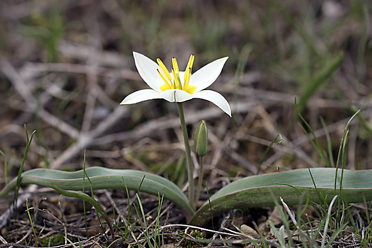 Изображение особи Tulipa bifloriformis.