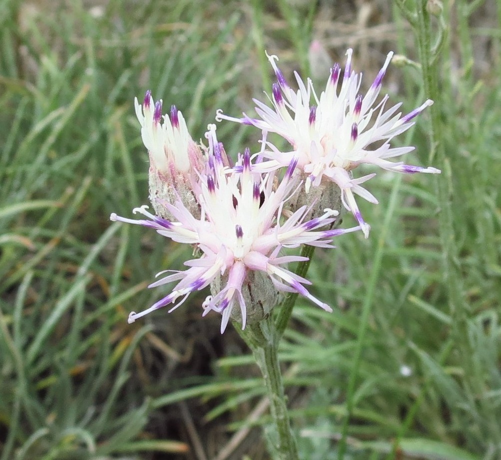 Image of Jurinea stoechadifolia specimen.