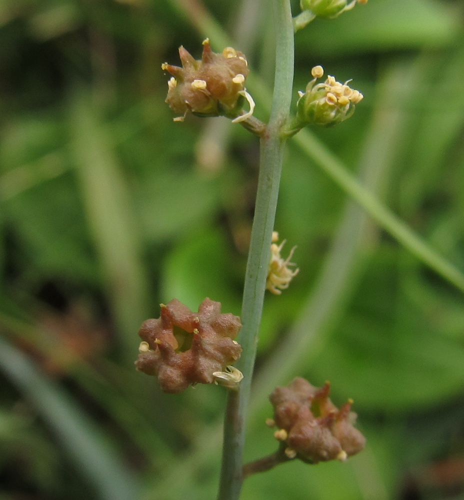 Image of Reseda glauca specimen.