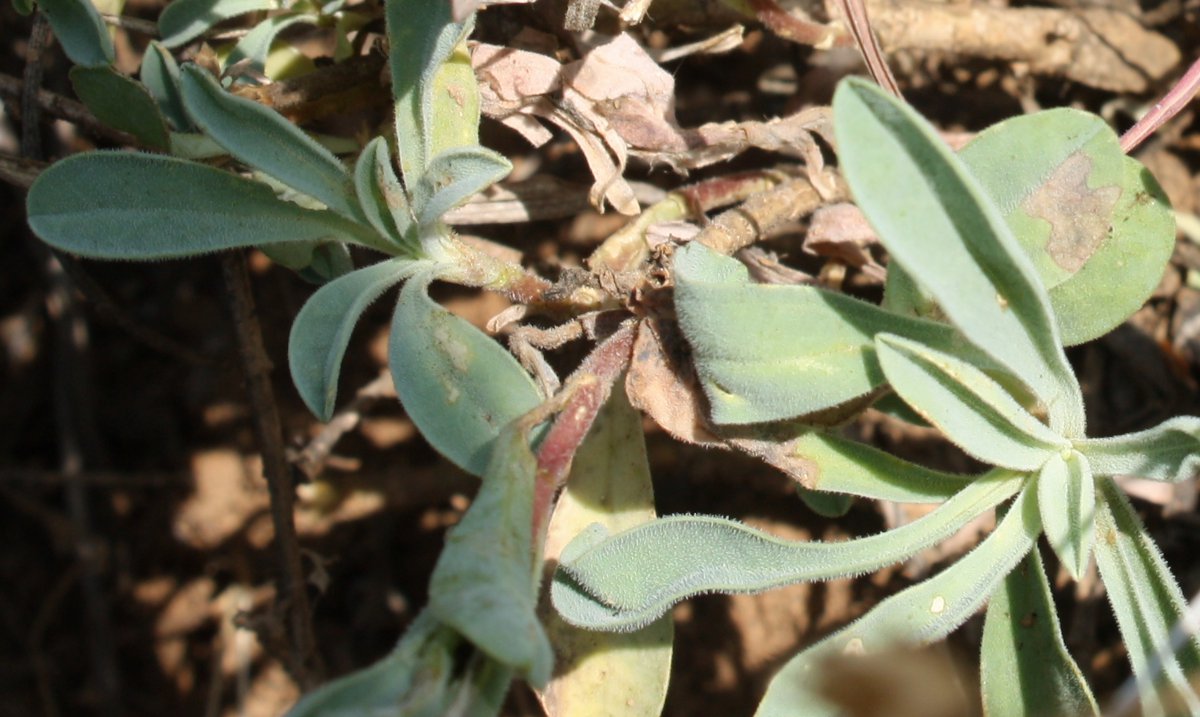 Image of Linum czernjajevii specimen.