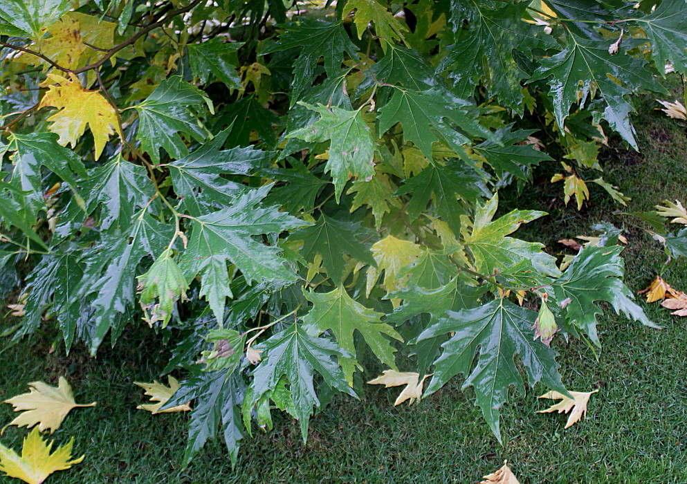 Изображение особи Platanus orientalis.