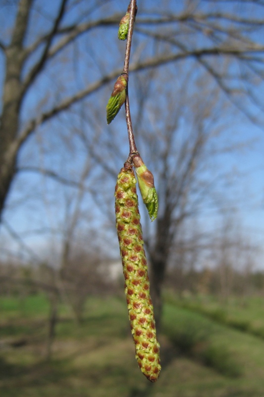 Image of Betula pendula specimen.