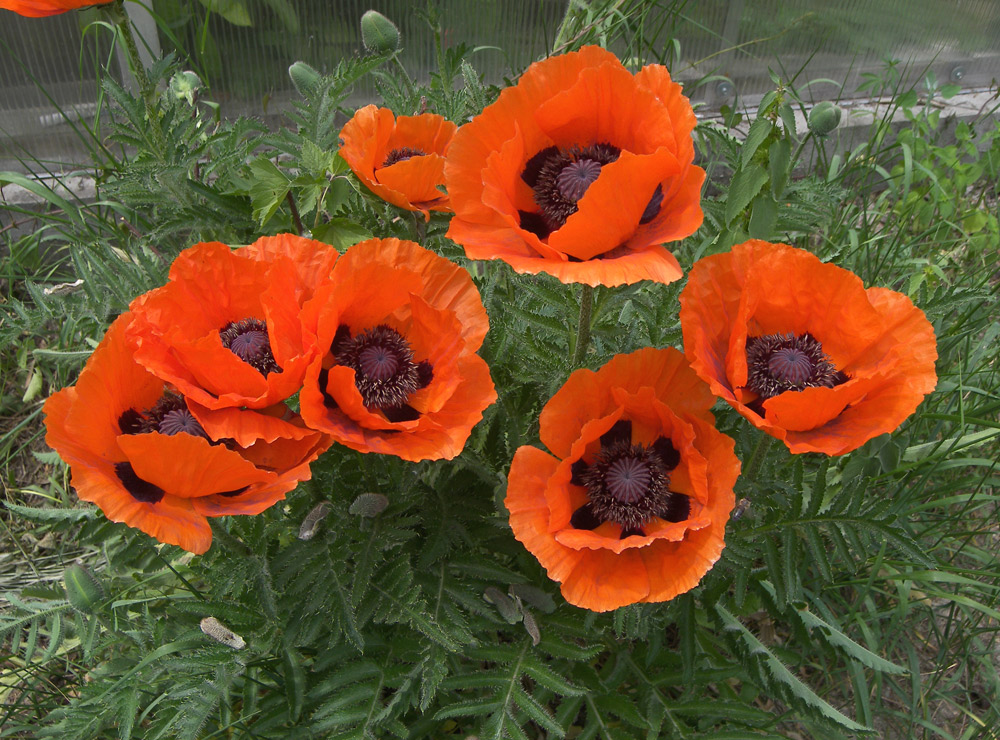 Image of Papaver setiferum specimen.