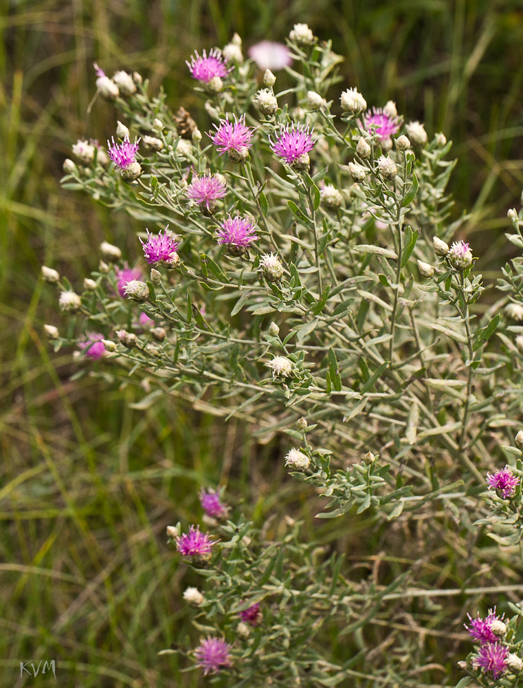 Image of Acroptilon repens specimen.