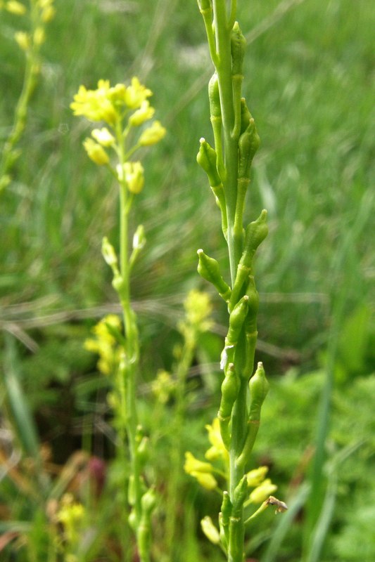 Image of Myagrum perfoliatum specimen.