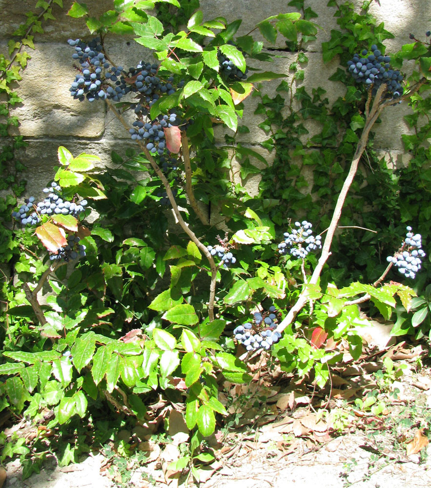 Image of Mahonia aquifolium specimen.