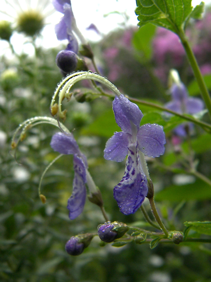 Image of Caryopteris divaricata specimen.