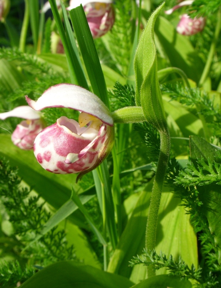 Image of Cypripedium guttatum specimen.