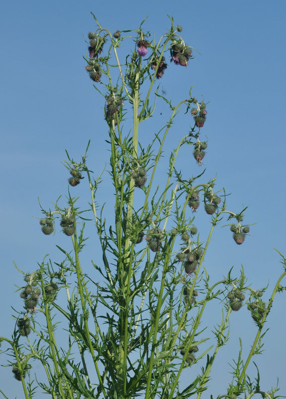 Image of Cirsium pendulum specimen.