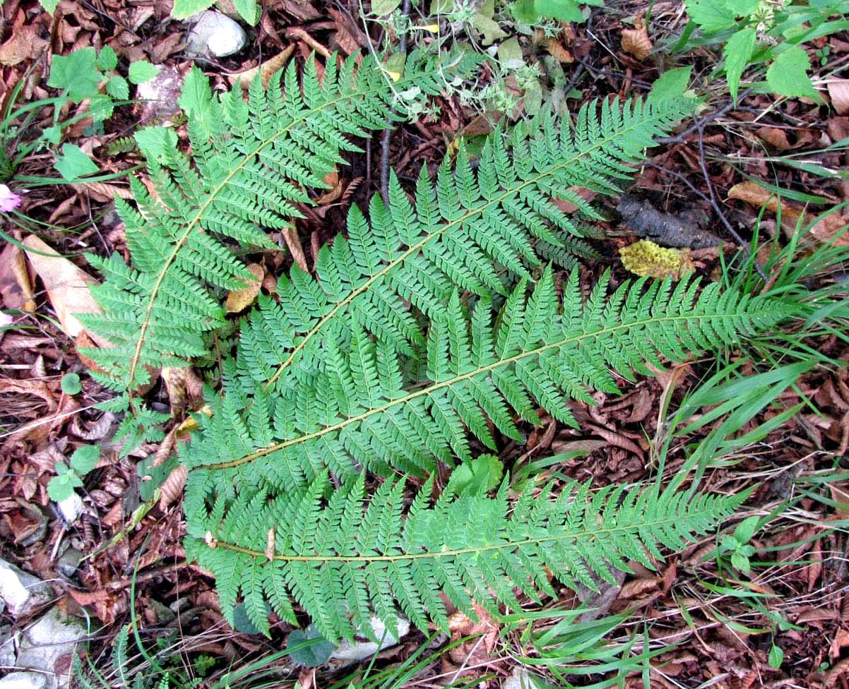 Изображение особи Polystichum setiferum.