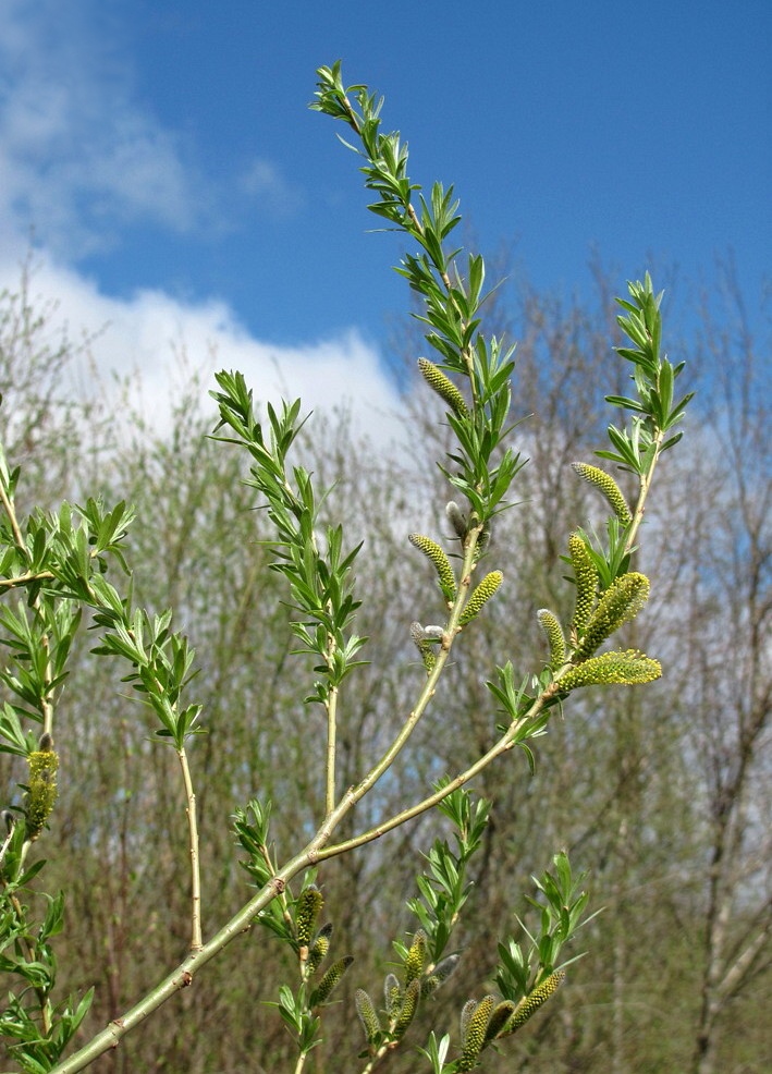 Изображение особи Salix viminalis.