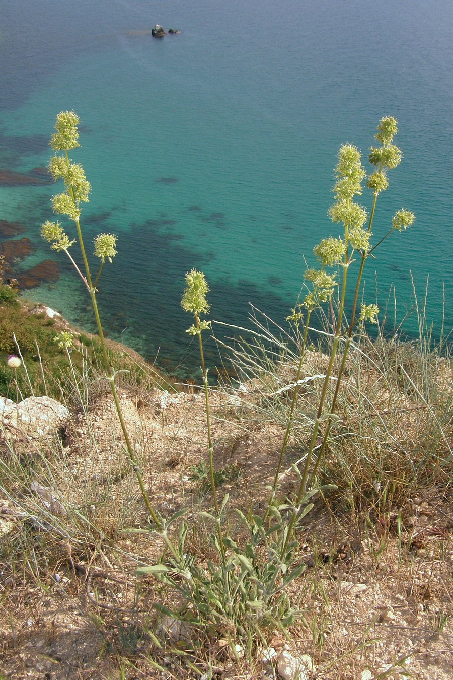 Image of Silene densiflora specimen.