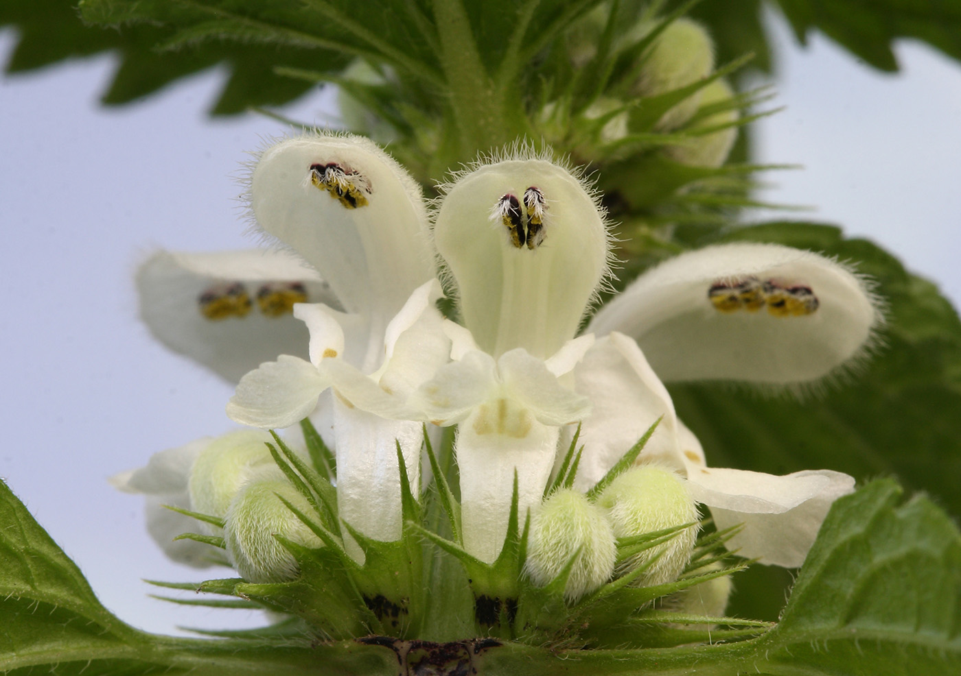 Image of Lamium album specimen.