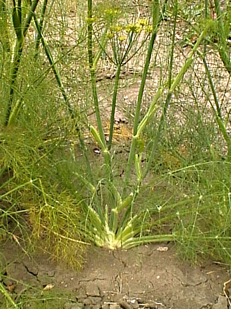 Image of Foeniculum vulgare specimen.