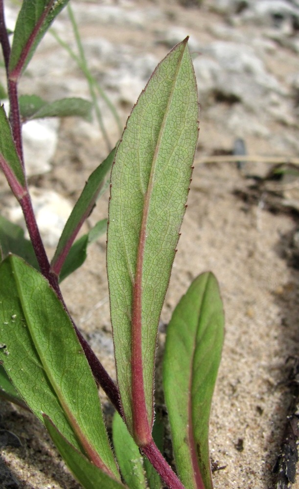 Image of Aster sibiricus specimen.