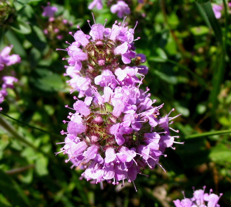 Image of Thymus ovatus specimen.