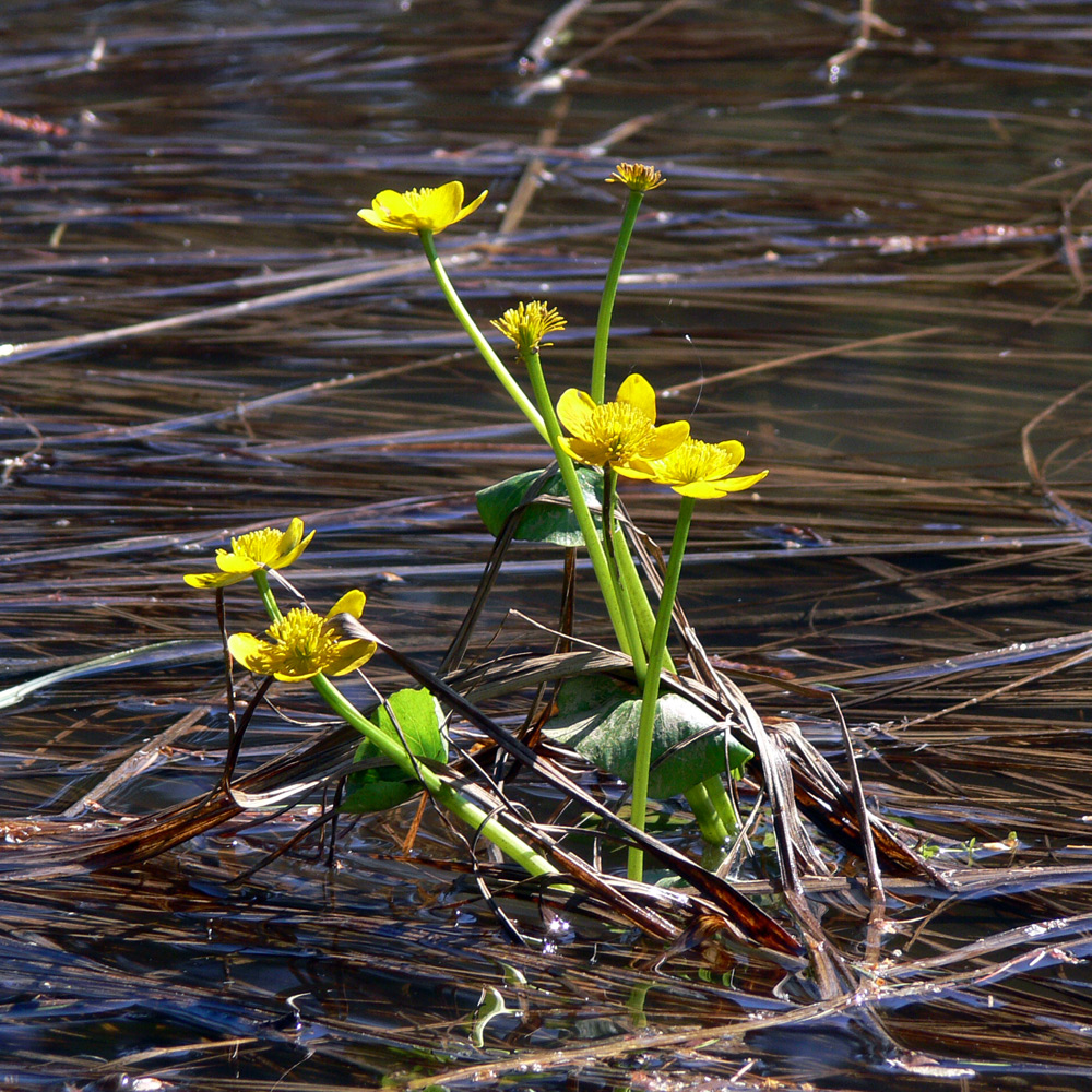 Image of Caltha palustris specimen.