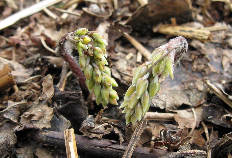 Image of Epimedium &times; versicolor specimen.