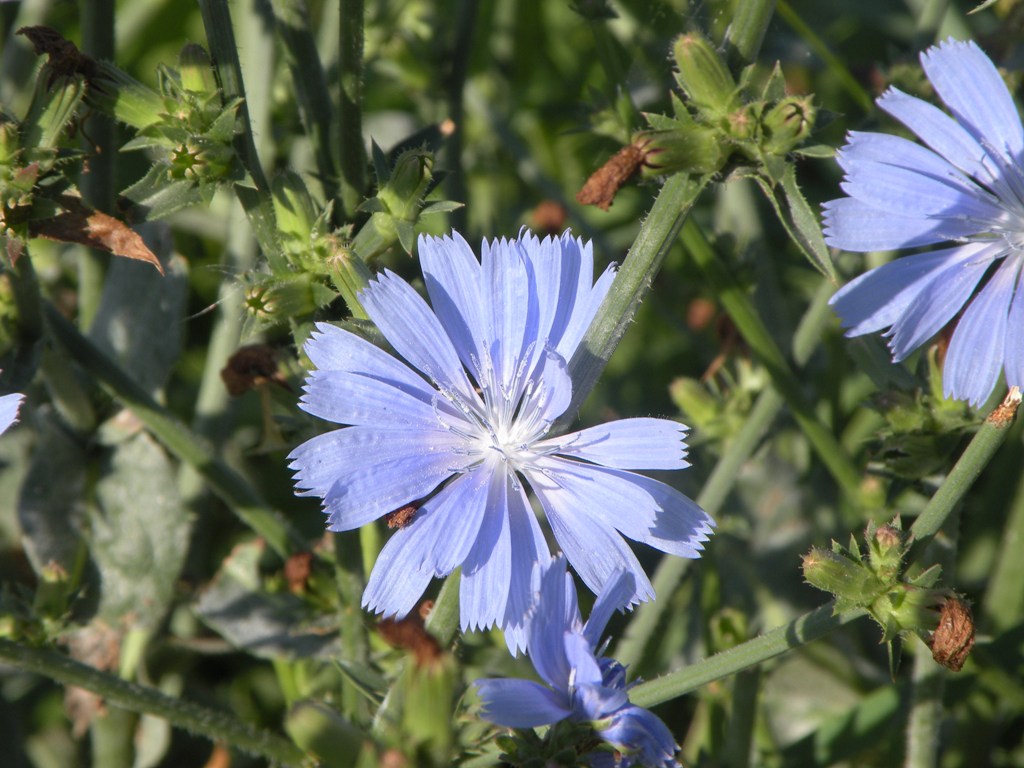 Image of Cichorium intybus specimen.