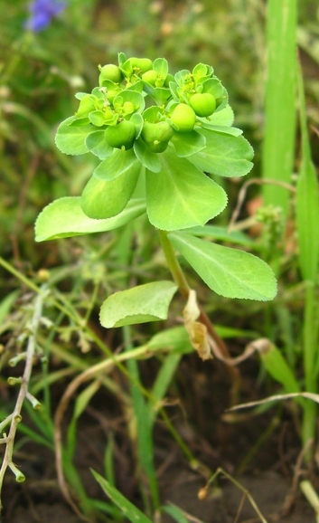 Image of Euphorbia helioscopia specimen.