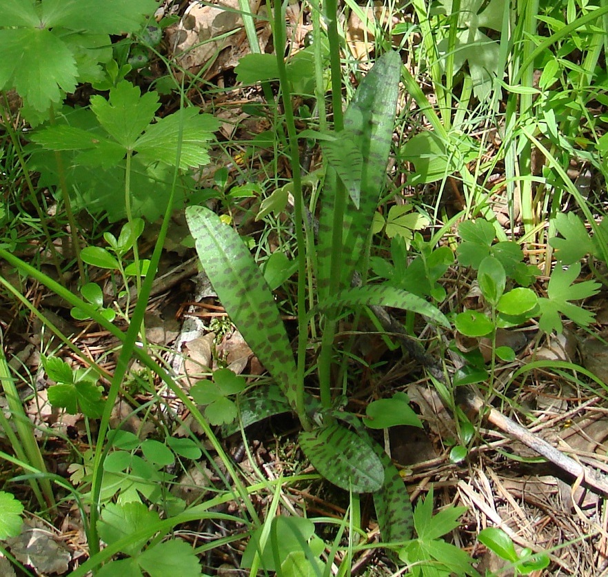 Image of Dactylorhiza fuchsii specimen.