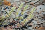 Смотреть изображение Stachys pubescens