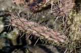 род Cylindropuntia