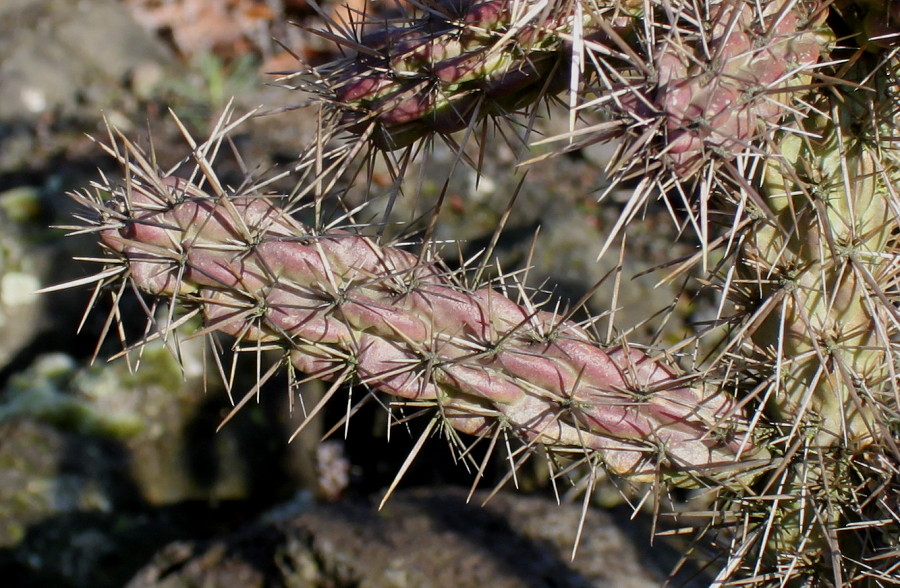 Изображение особи род Cylindropuntia.