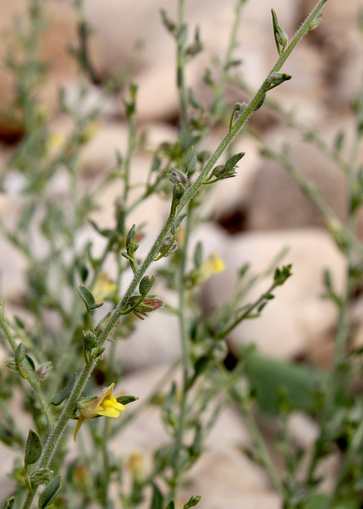 Image of Kickxia acerbiana specimen.