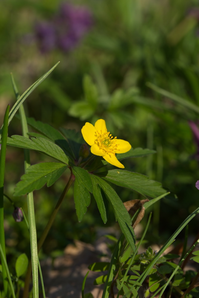 Изображение особи Anemone ranunculoides.