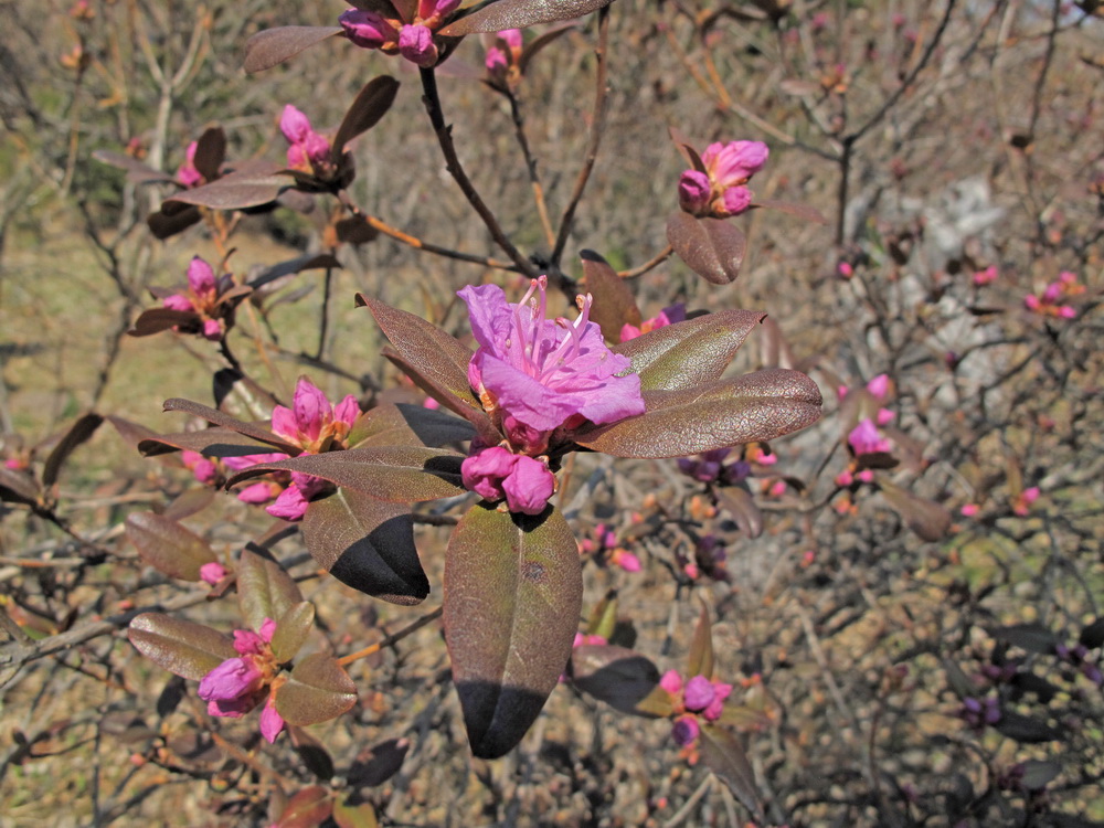 Image of Rhododendron sichotense specimen.