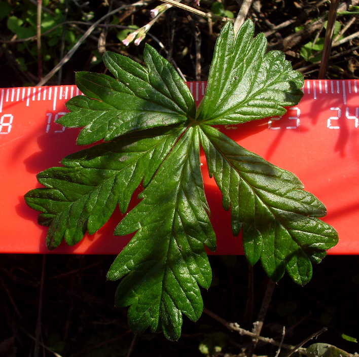 Изображение особи Potentilla argentea.