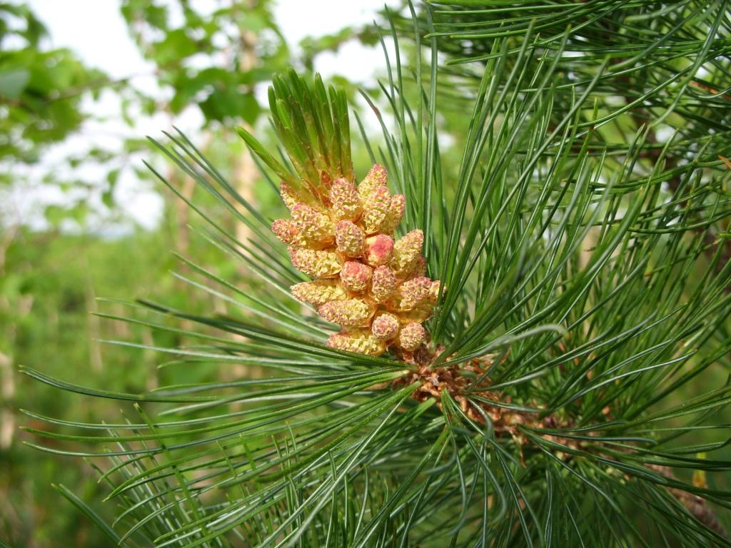 Image of Pinus pumila specimen.