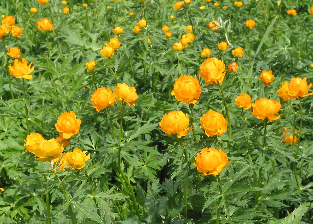 Изображение особи Trollius altaicus.