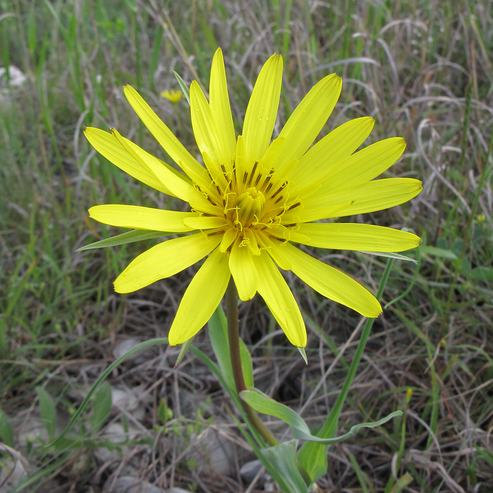 Image of Tragopogon brevirostris specimen.