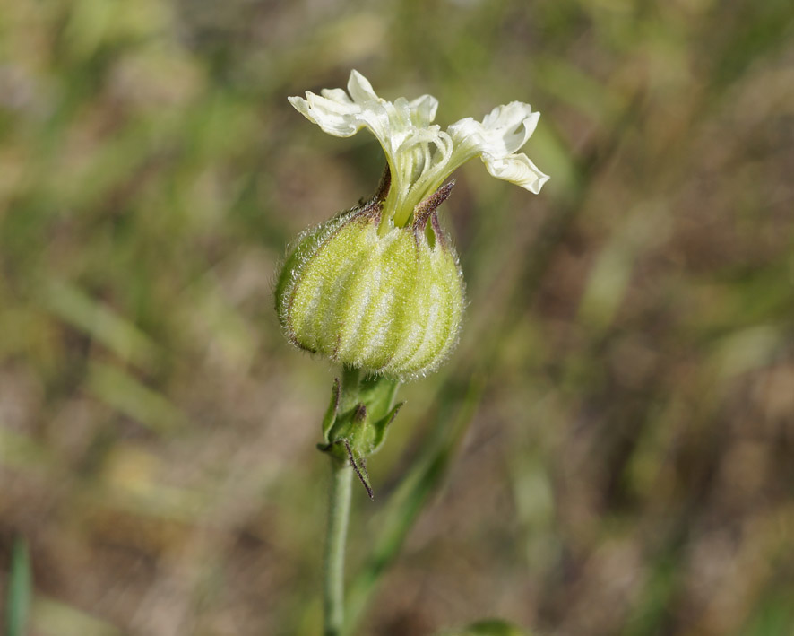 Image of Melandrium latifolium specimen.