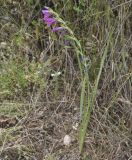 Gladiolus illyricus