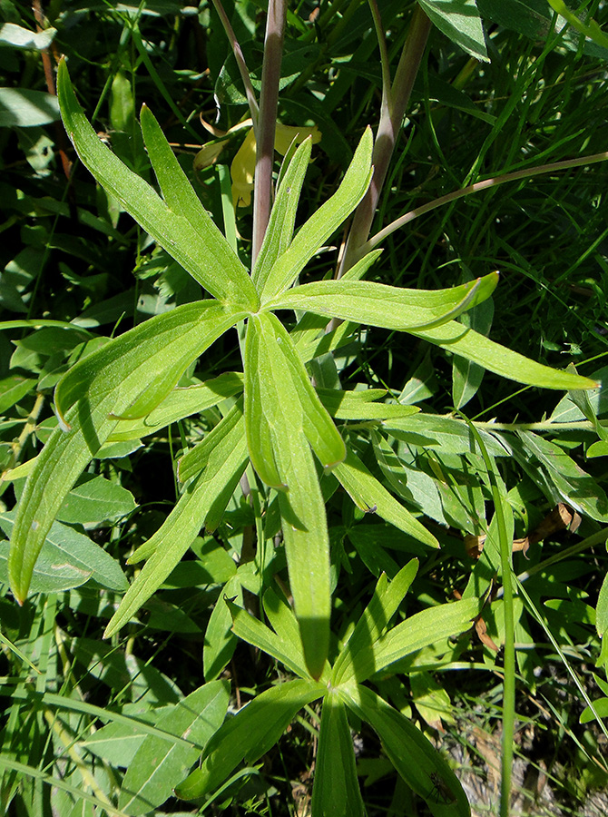 Image of Delphinium cheilanthum specimen.