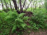 Dryopteris assimilis. Вегетирующее растение. Кольский п-ов, Кольский залив, окр. пгт Росляково, берег губы Грязная, высокоствольная берёзовая роща. 26.07.2014.